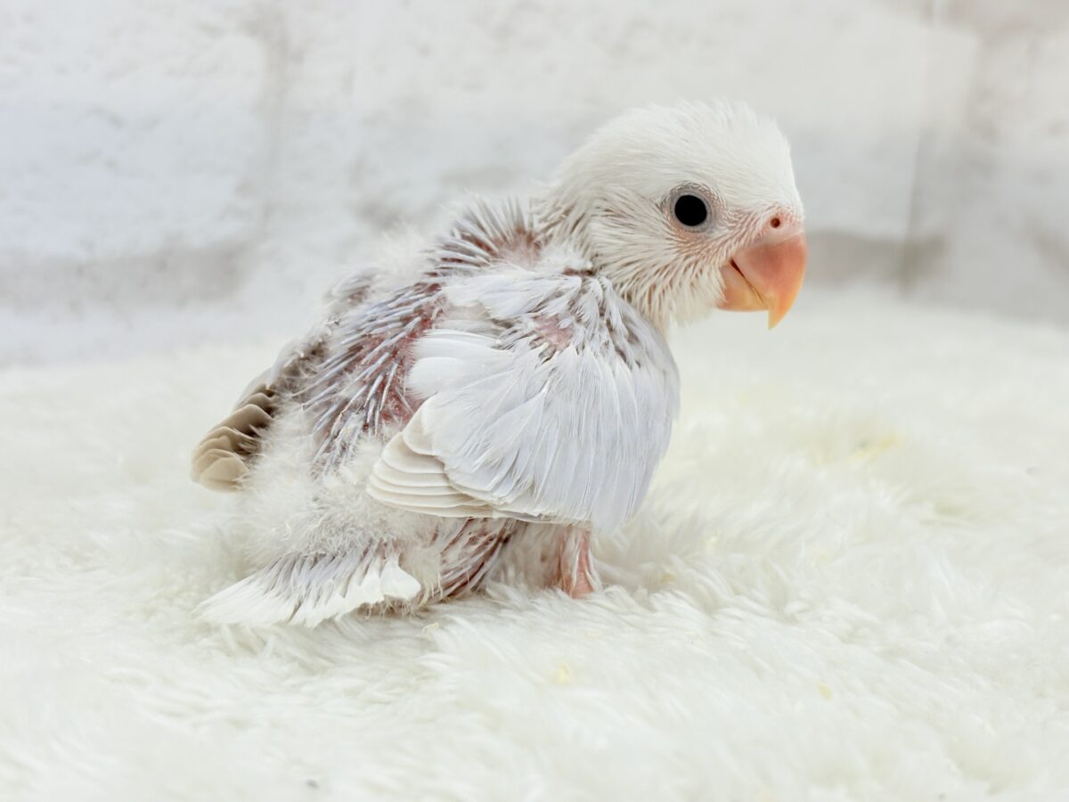 コザクラインコ（小桜インコ）