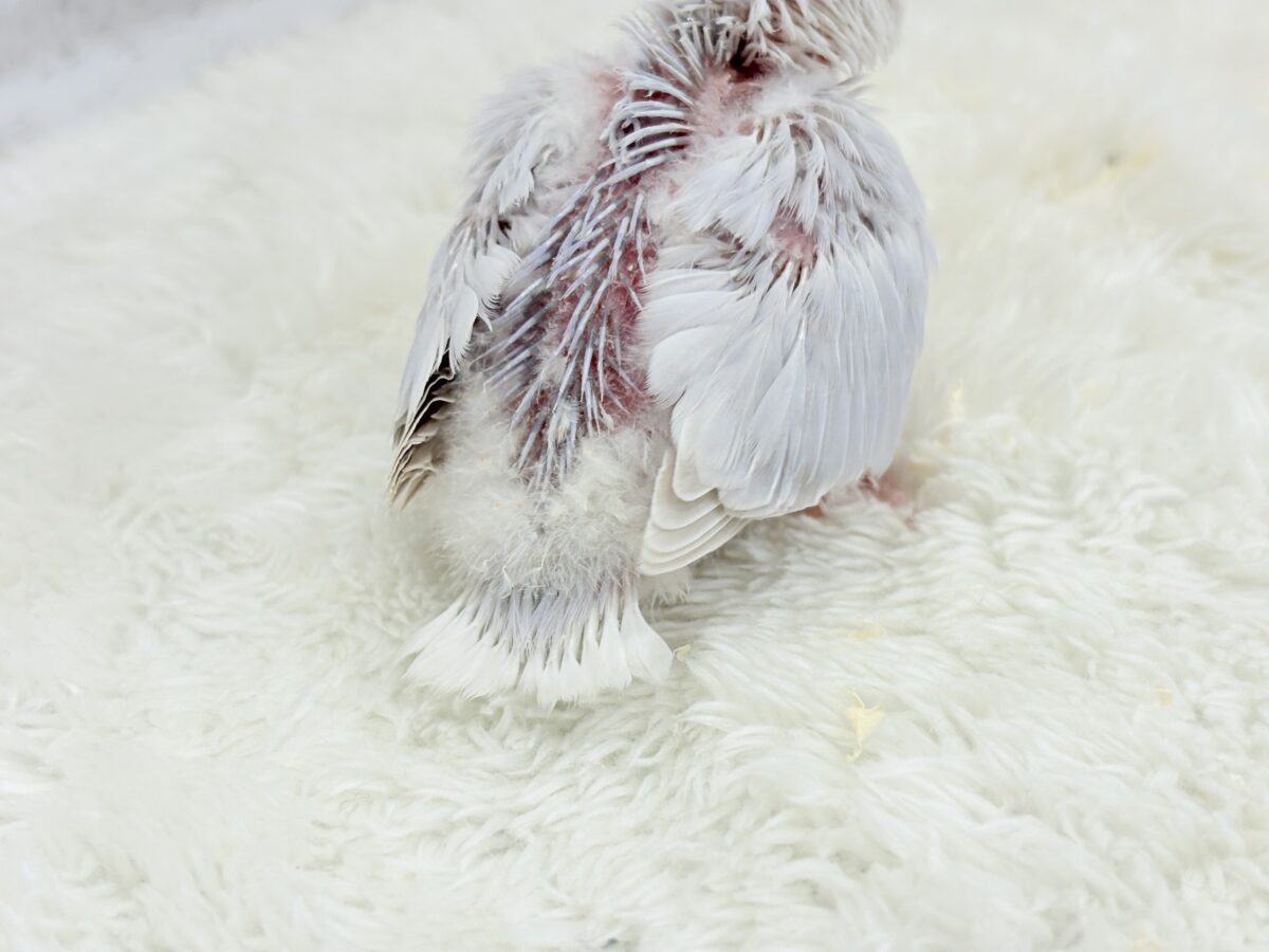 コザクラインコ（小桜インコ）