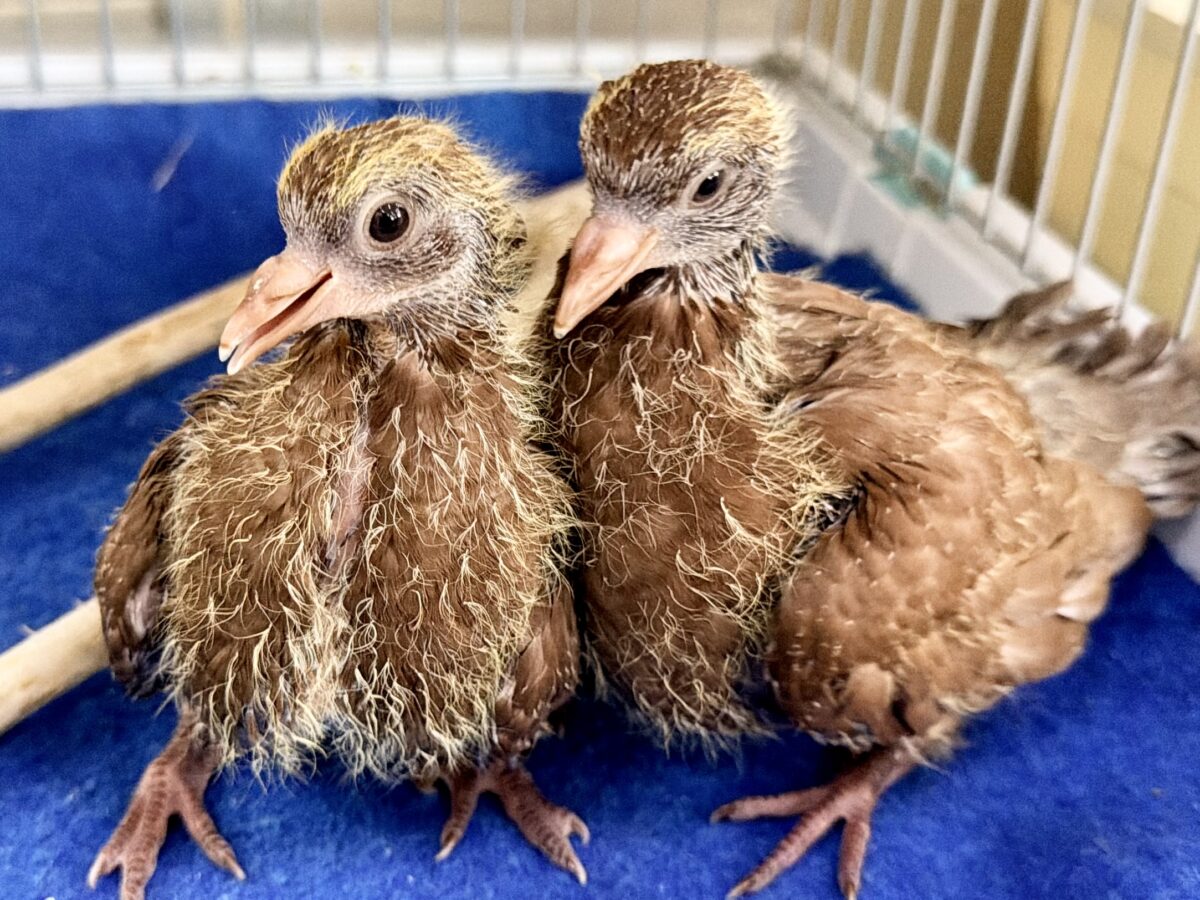 まさか……まさかヒナがやってくるとは……Σ ( °꒫°│ .′.′孔雀鳩(クジャクバト)のヒナ入荷しました❤️ クジャクバト