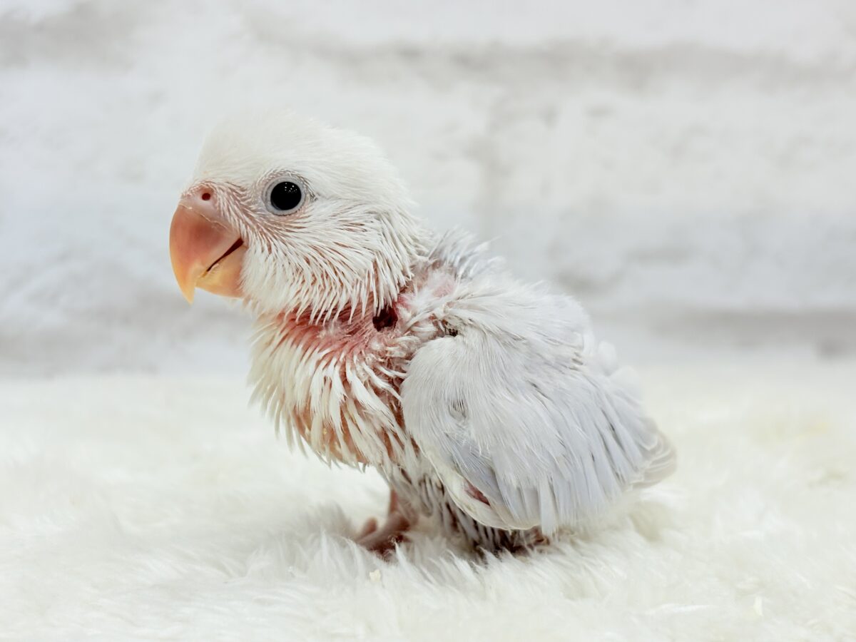 コザクラインコ（小桜インコ）