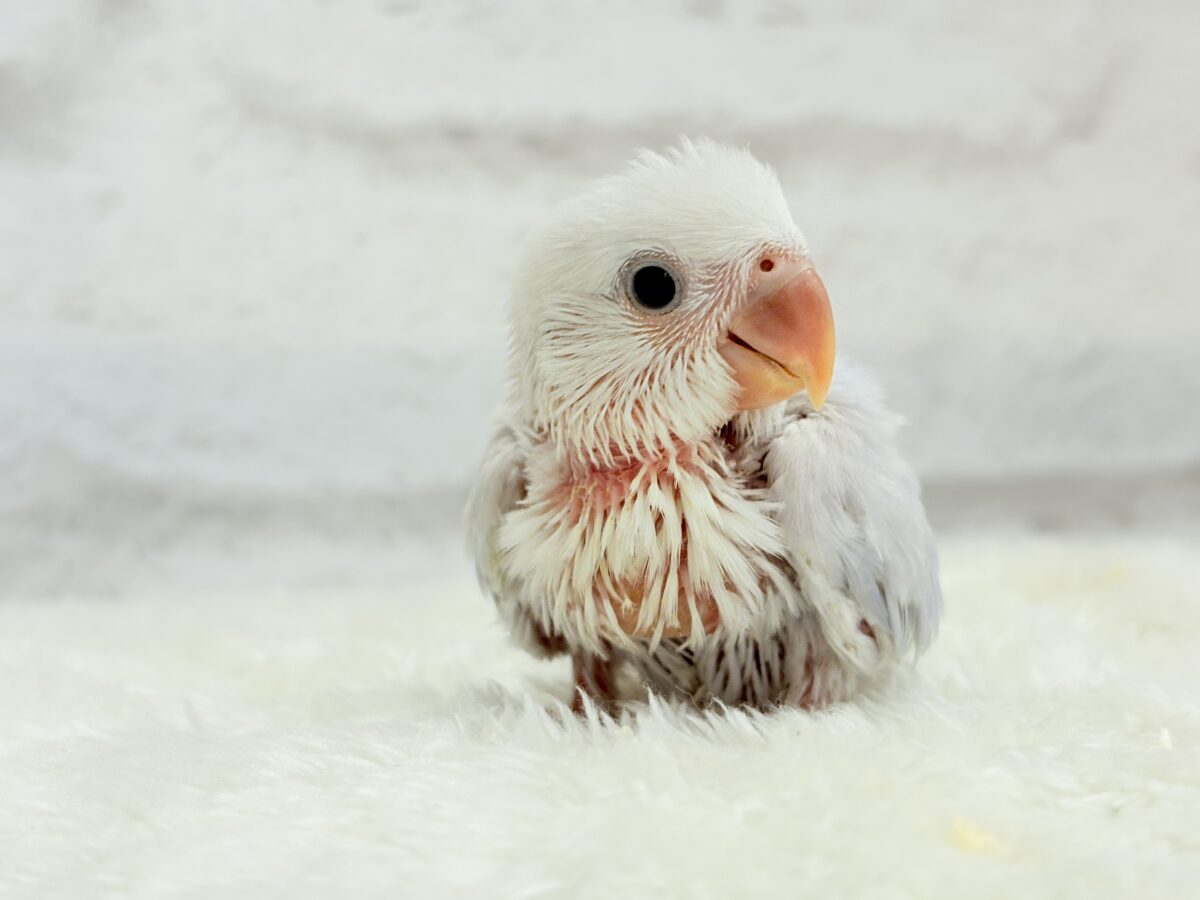コザクラインコ（小桜インコ）