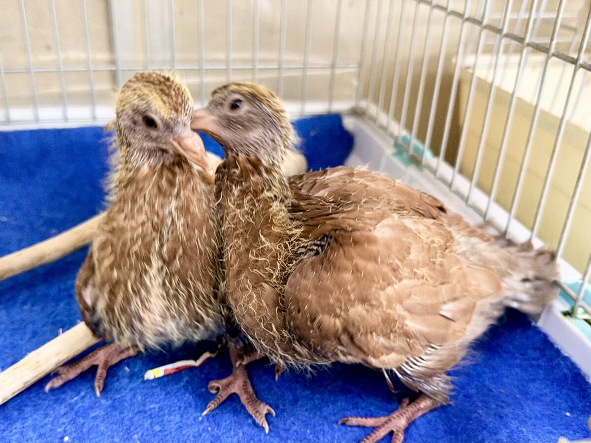 まさか……まさかヒナがやってくるとは……Σ ( °꒫°│ .′.′孔雀鳩(クジャクバト)のヒナ入荷しました❤️ クジャクバト