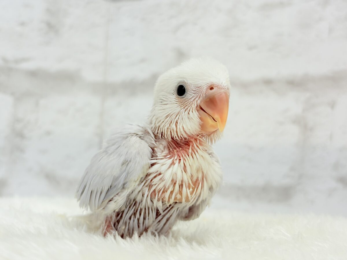 コザクラインコ（小桜インコ）