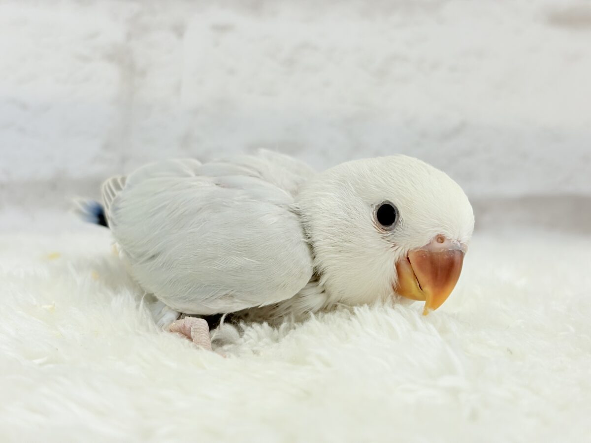 コザクラインコ（小桜インコ）