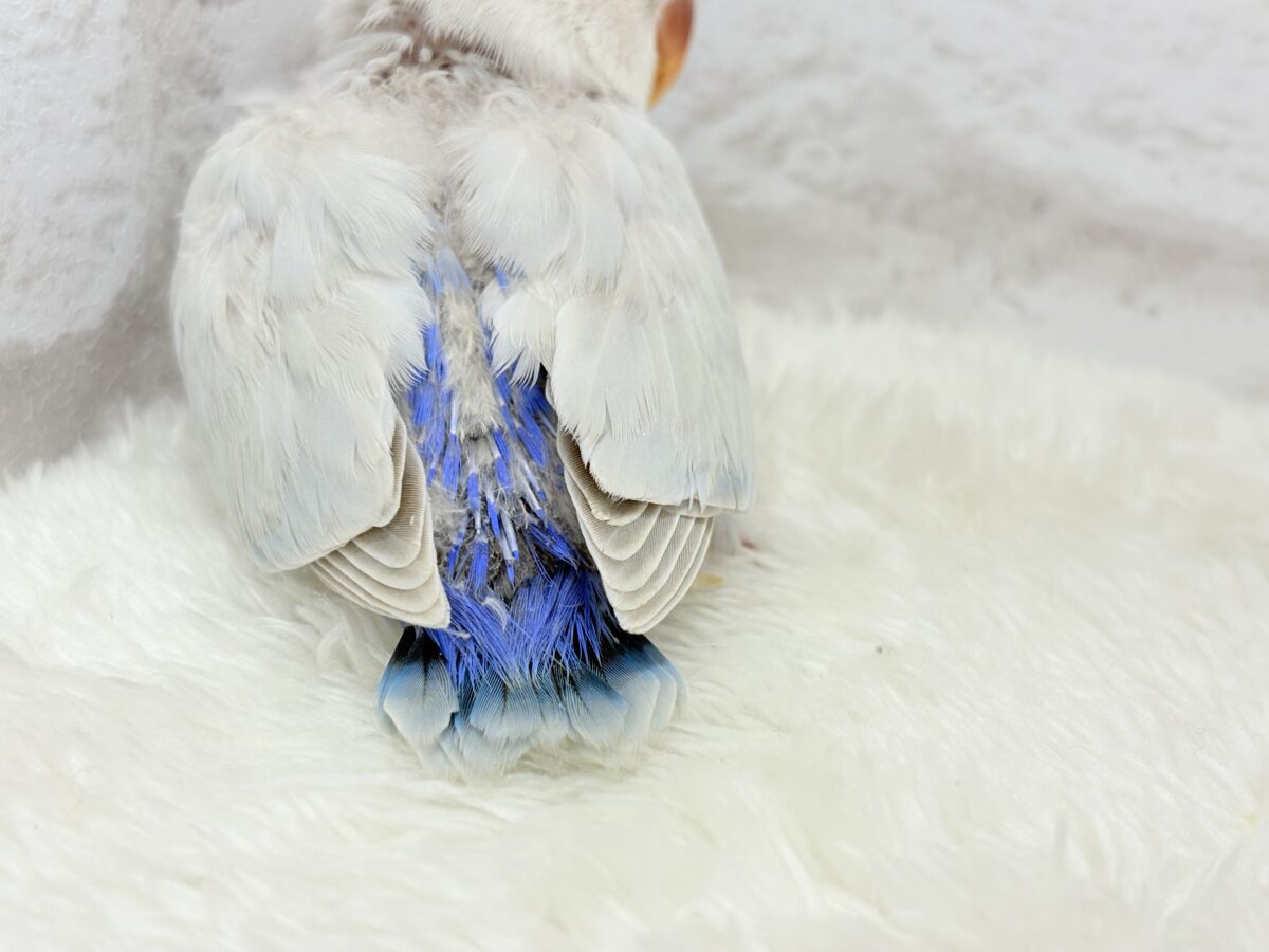 コザクラインコ（小桜インコ）