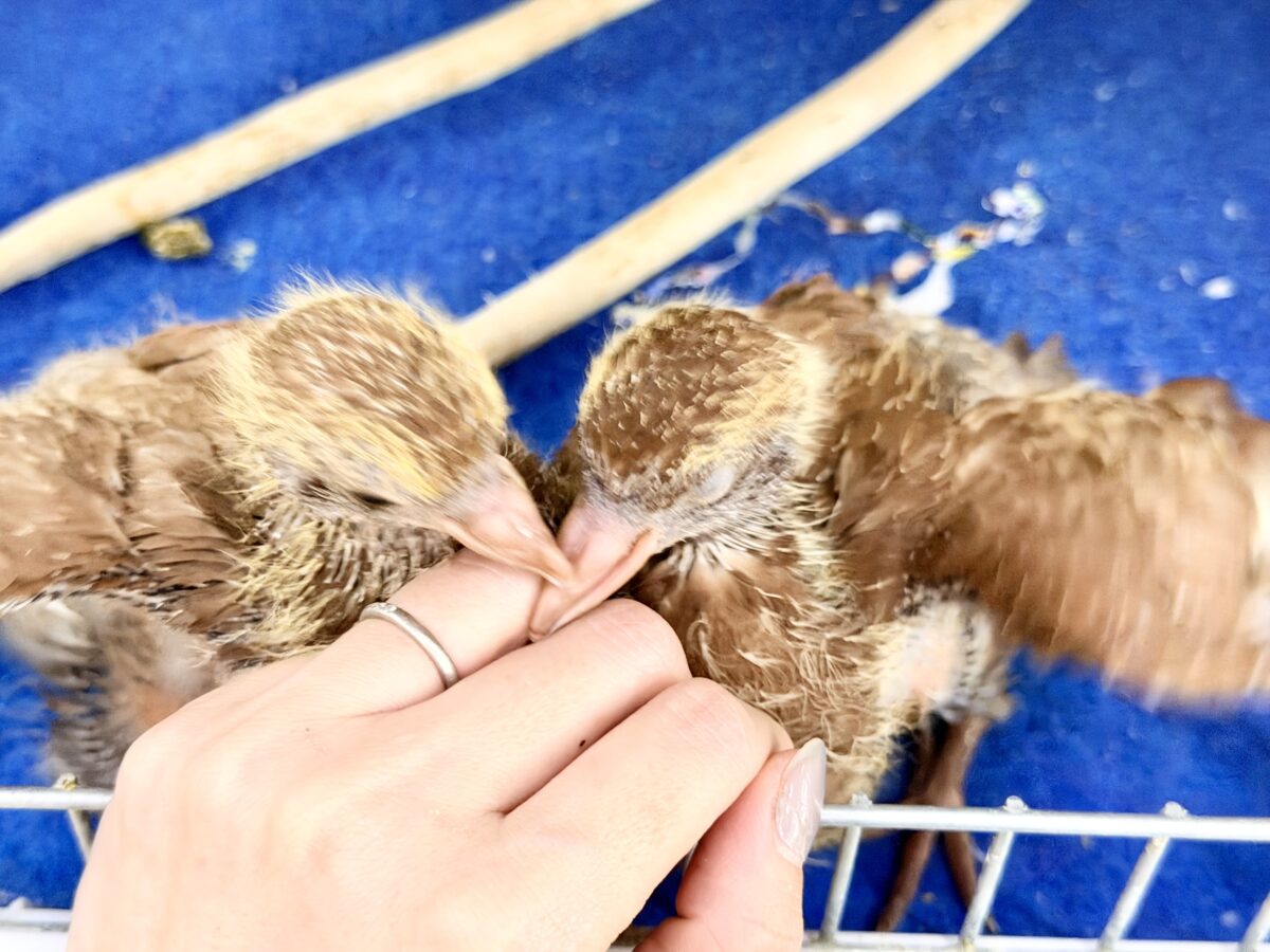 まさか……まさかヒナがやってくるとは……Σ ( °꒫°│ .′.′孔雀鳩(クジャクバト)のヒナ入荷しました❤️ クジャクバト
