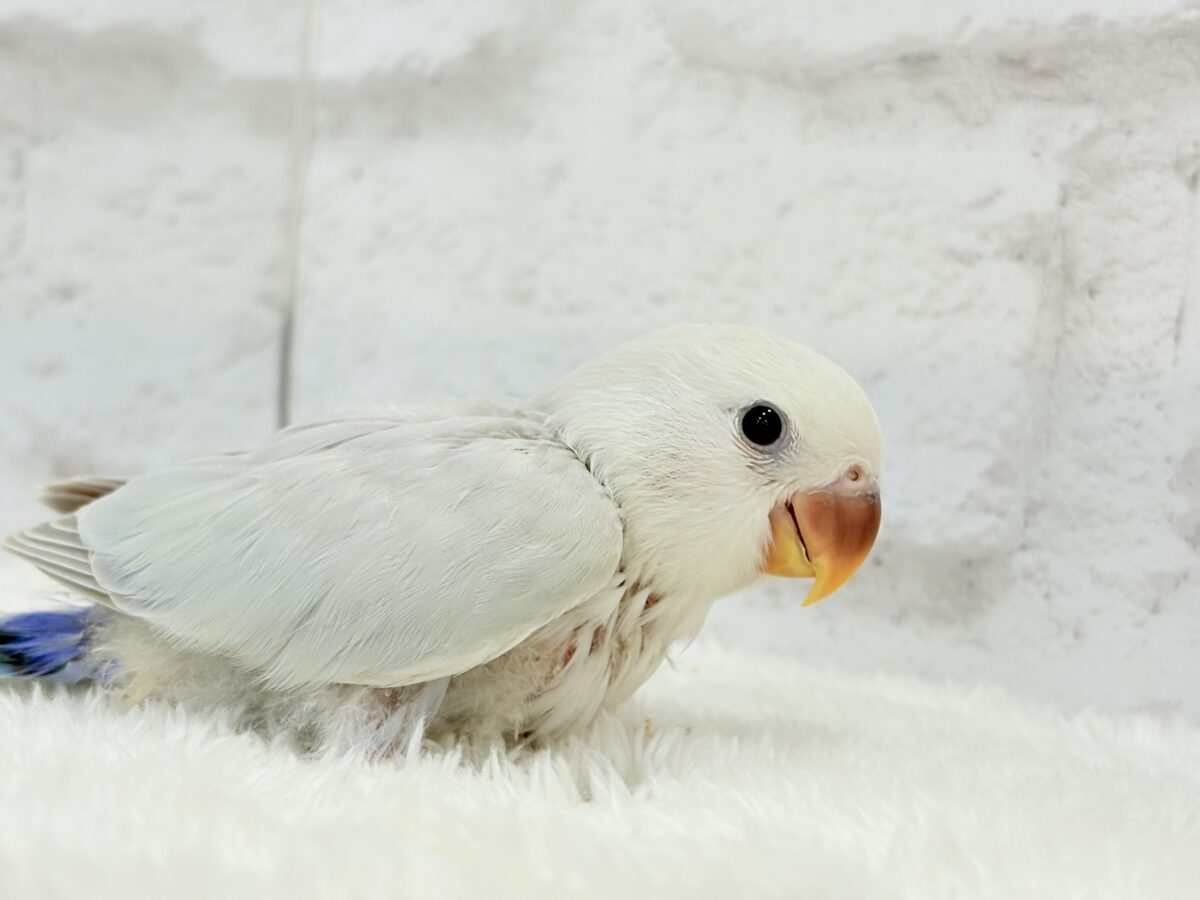 コザクラインコ（小桜インコ）