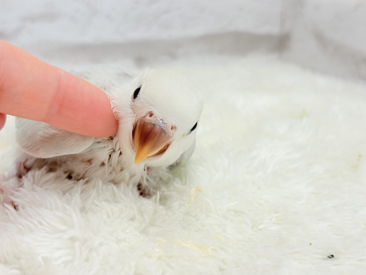 コザクラインコ（小桜インコ）