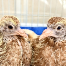 まさか……まさかヒナがやってくるとは……Σ ( °꒫°│ .′.′孔雀鳩(クジャクバト)のヒナ入荷しました❤️