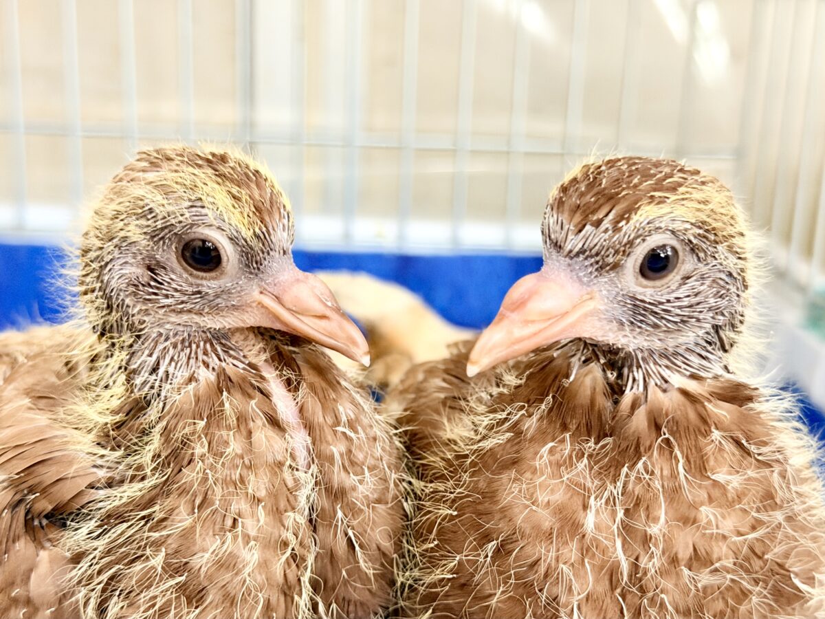 まさか……まさかヒナがやってくるとは……Σ ( °꒫°│ .′.′孔雀鳩(クジャクバト)のヒナ入荷しました❤️