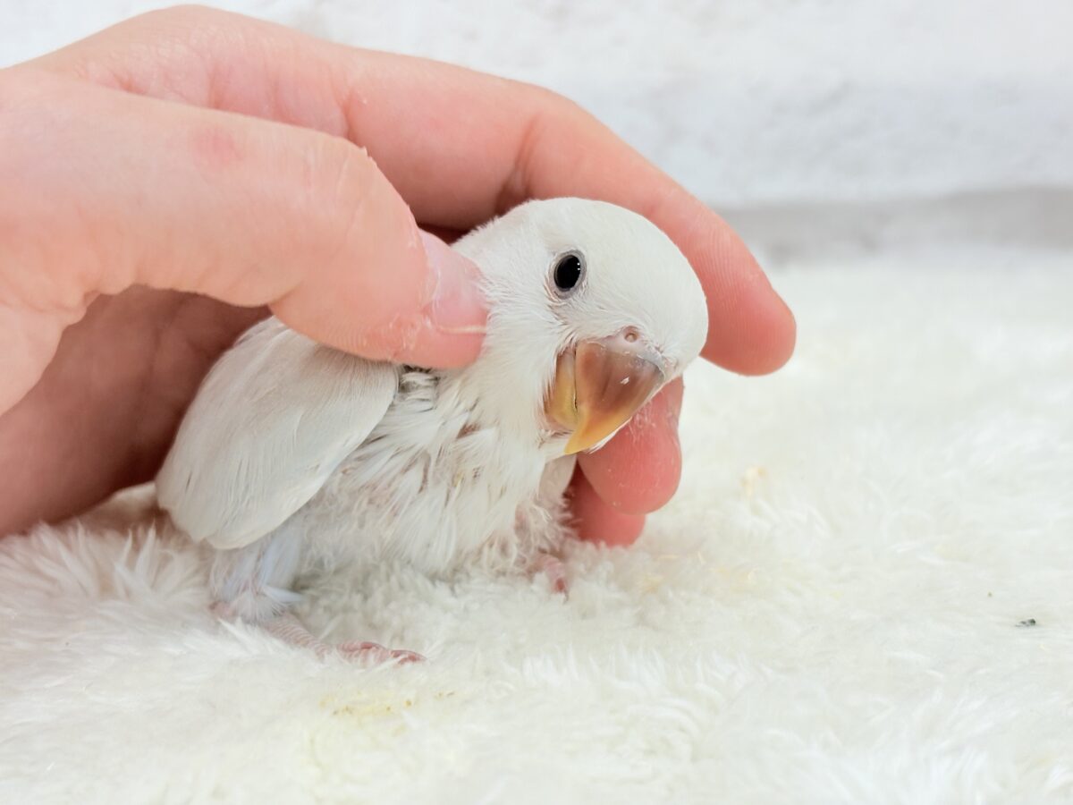 コザクラインコ（小桜インコ）