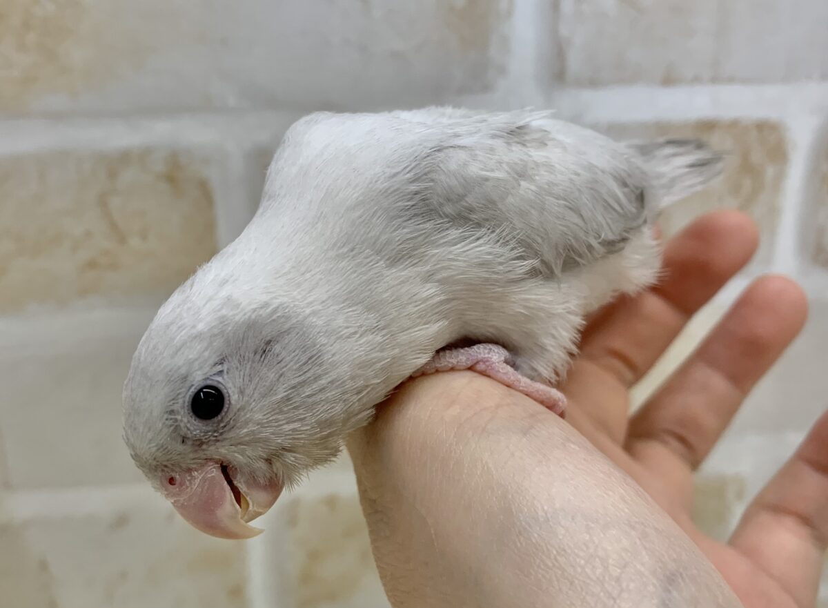 マメルリハ