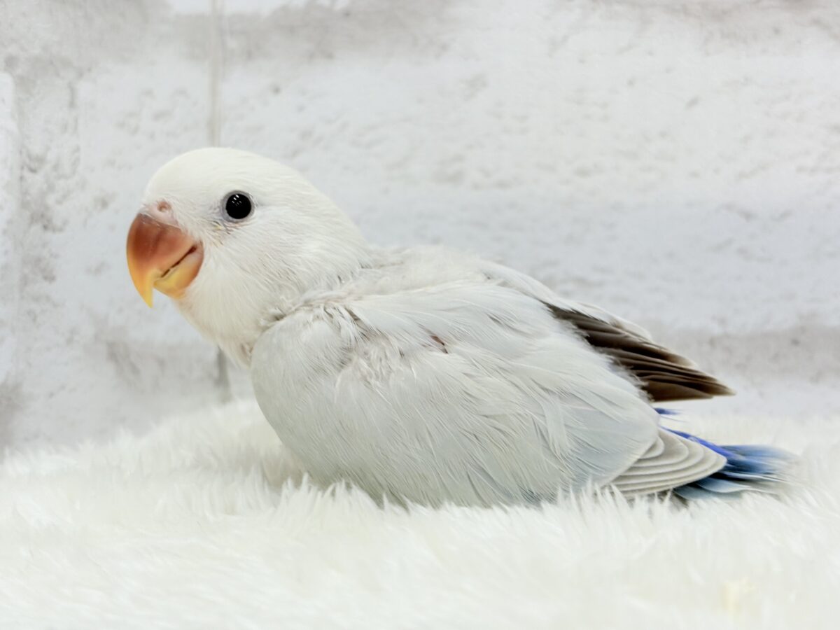 コザクラインコ（小桜インコ）