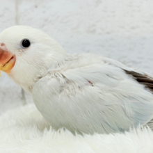 透明感たっぷり爽やかブルー🐣🩵🫧コザクラインコ(パリドブルーバイオレットシナモン) ヒナ