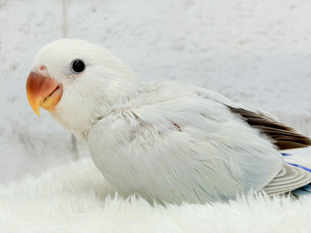 透明感たっぷり爽やかブルー🐣🩵🫧コザクラインコ(パリドブルーバイオレットシナモン) ヒナ
