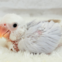 淡パープル🪻高嶺の魅力たっぷり🐣🫧コザクラ インコ(ダイリュートバイオレットシナモンオパーリン) ヒナ
