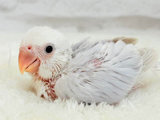 淡パープル🪻高嶺の魅力たっぷり🐣🫧コザクラ インコ(ダイリュートバイオレットシナモンオパーリン) ヒナ