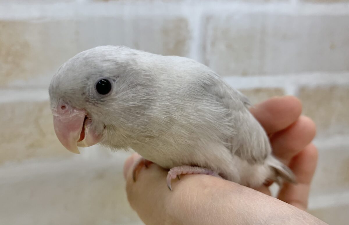 マメルリハ