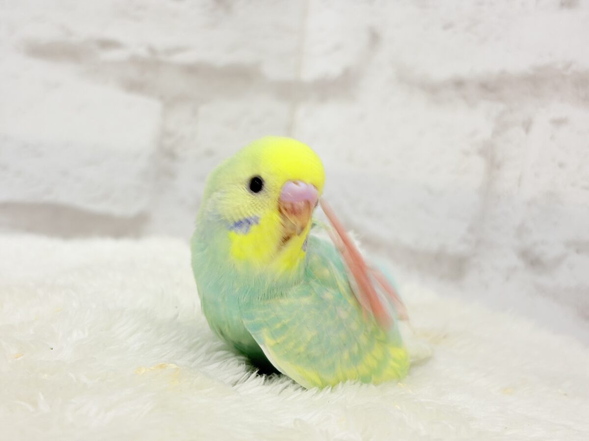 セキセイインコ