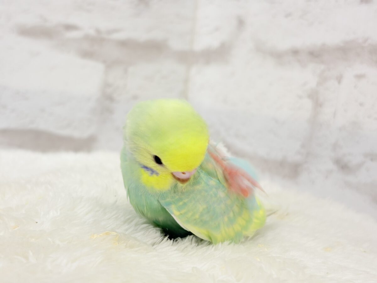 セキセイインコ