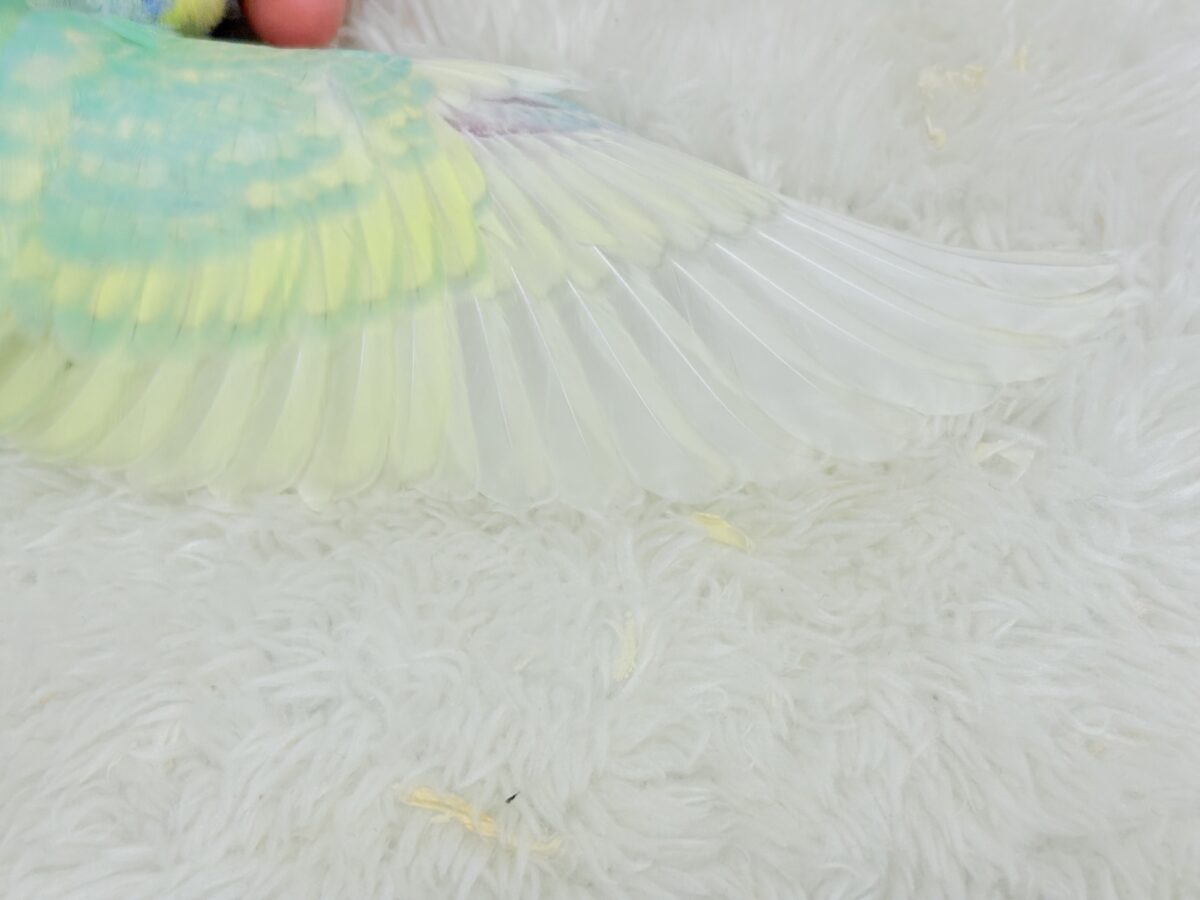 【最新画像更新🪄】ポップなメロンソーダちゃん🐣🍈セキセイインコ(パステルカラーレインボー) ヒナ セキセイインコ