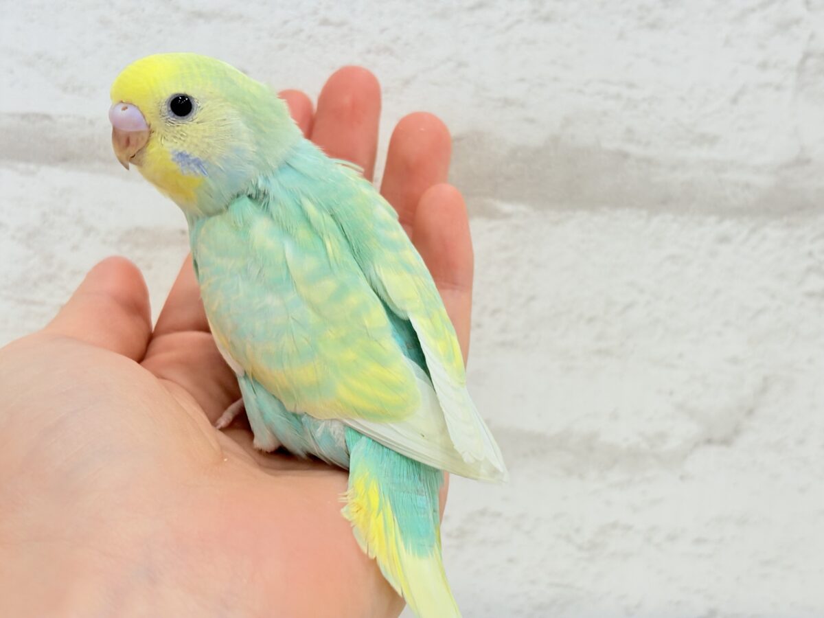 【最新画像更新🪄】ポップなメロンソーダちゃん🐣🍈セキセイインコ(パステルカラーレインボー) ヒナ セキセイインコ