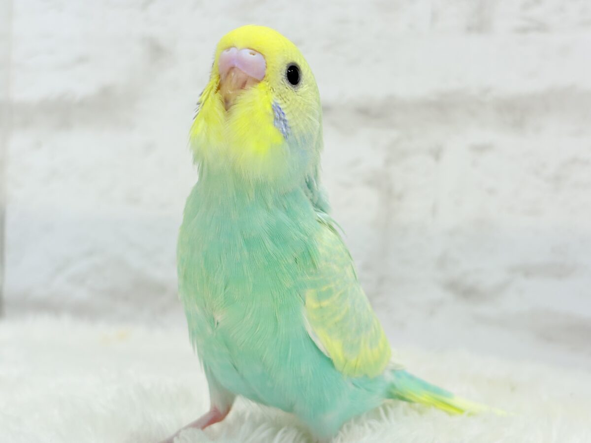 【最新画像更新🪄】ポップなメロンソーダちゃん🐣🍈セキセイインコ(パステルカラーレインボー) ヒナ セキセイインコ