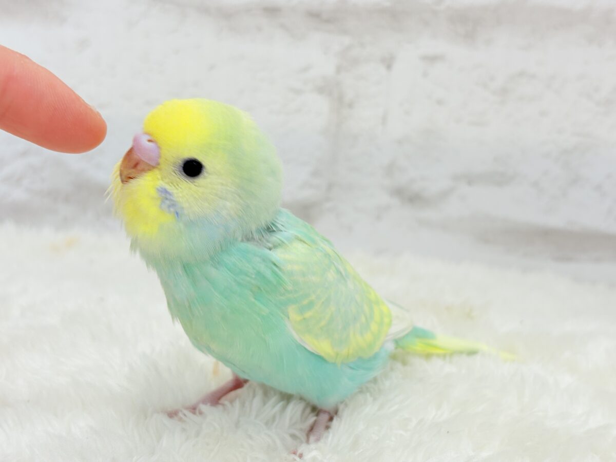 【最新画像更新🪄】ポップなメロンソーダちゃん🐣🍈セキセイインコ(パステルカラーレインボー) ヒナ セキセイインコ