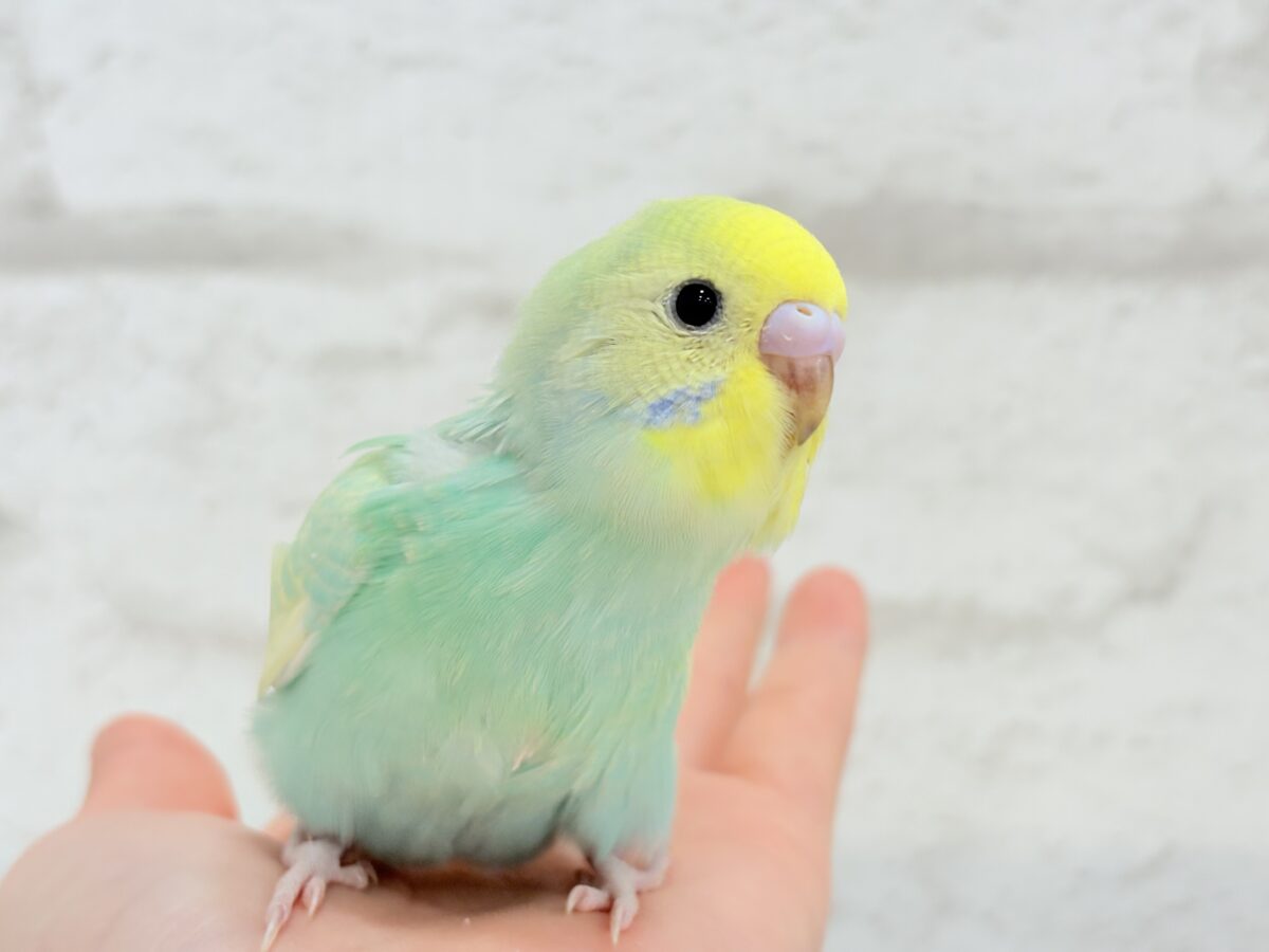 【最新画像更新🪄】ポップなメロンソーダちゃん🐣🍈セキセイインコ(パステルカラーレインボー) ヒナ セキセイインコ