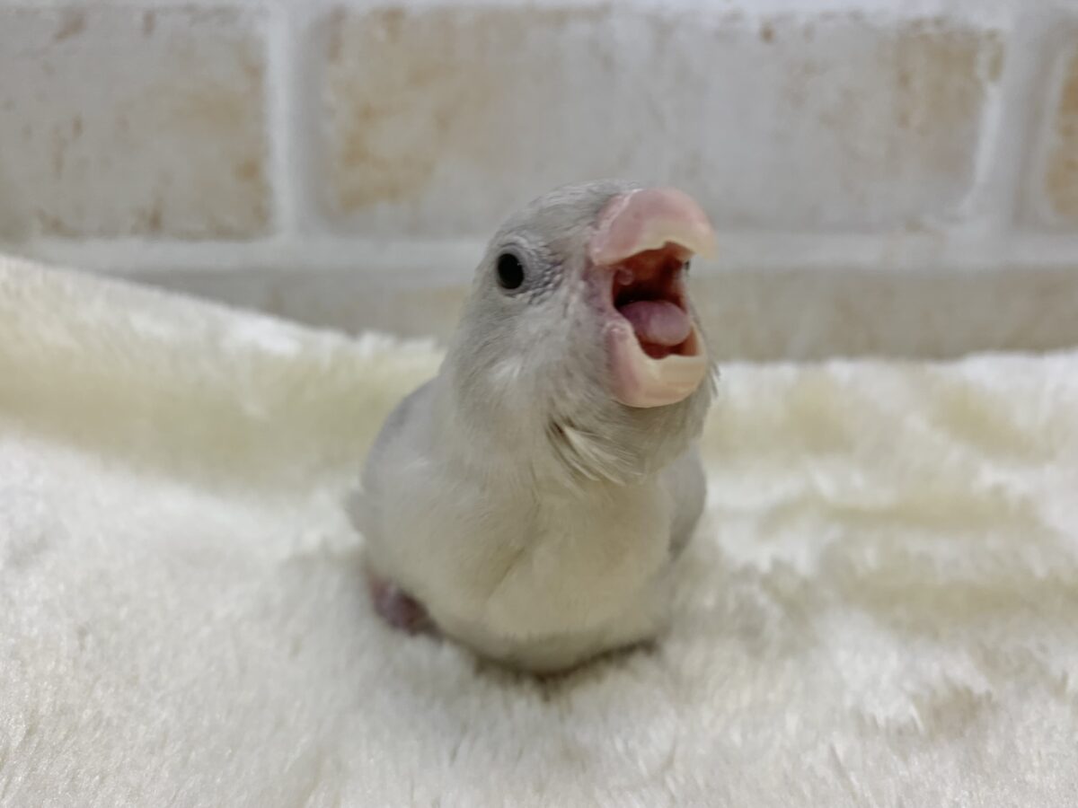 マメルリハ