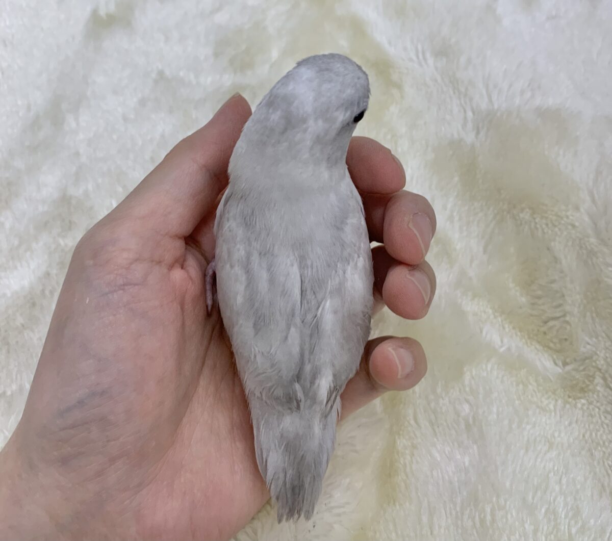 マメルリハ