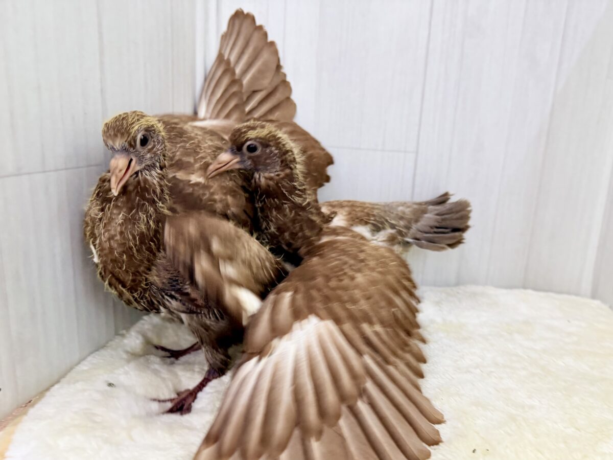 まさか……まさかヒナがやってくるとは……Σ ( °꒫°│ .′.′孔雀鳩(クジャクバト)のヒナ入荷しました❤️ クジャクバト