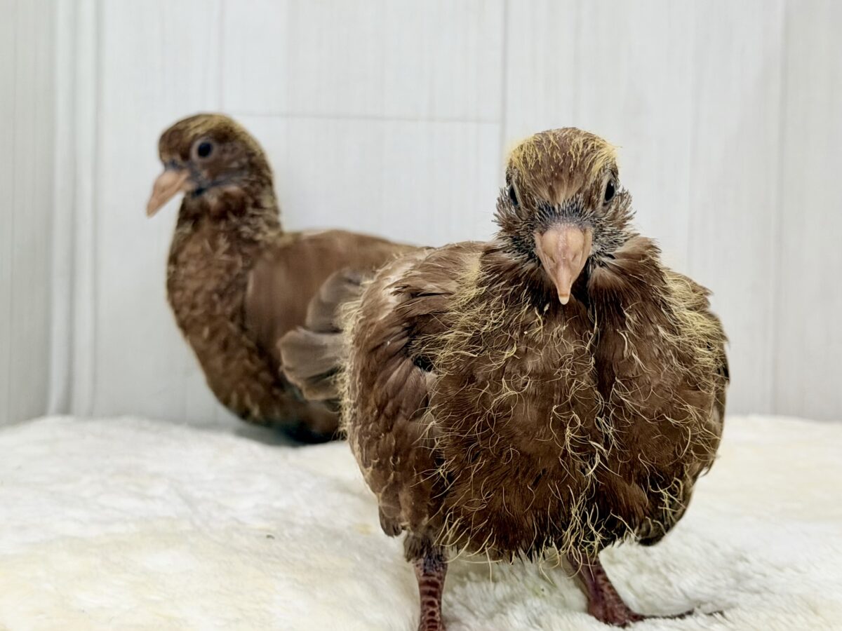 まさか……まさかヒナがやってくるとは……Σ ( °꒫°│ .′.′孔雀鳩(クジャクバト)のヒナ入荷しました❤️ クジャクバト