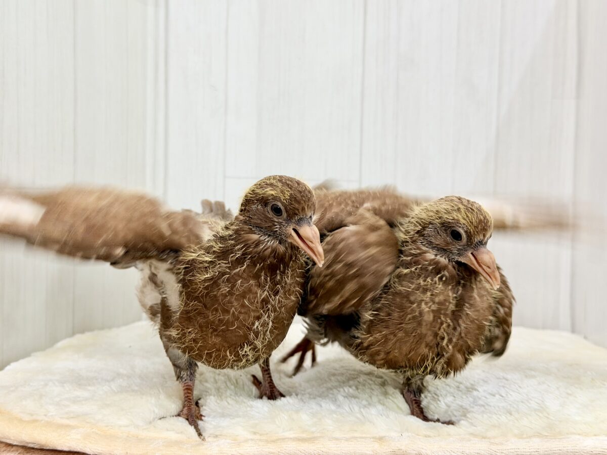 まさか……まさかヒナがやってくるとは……Σ ( °꒫°│ .′.′孔雀鳩(クジャクバト)のヒナ入荷しました❤️ クジャクバト