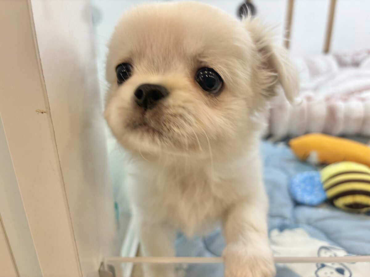 チワペキ（ペキチー、ペキチワ）