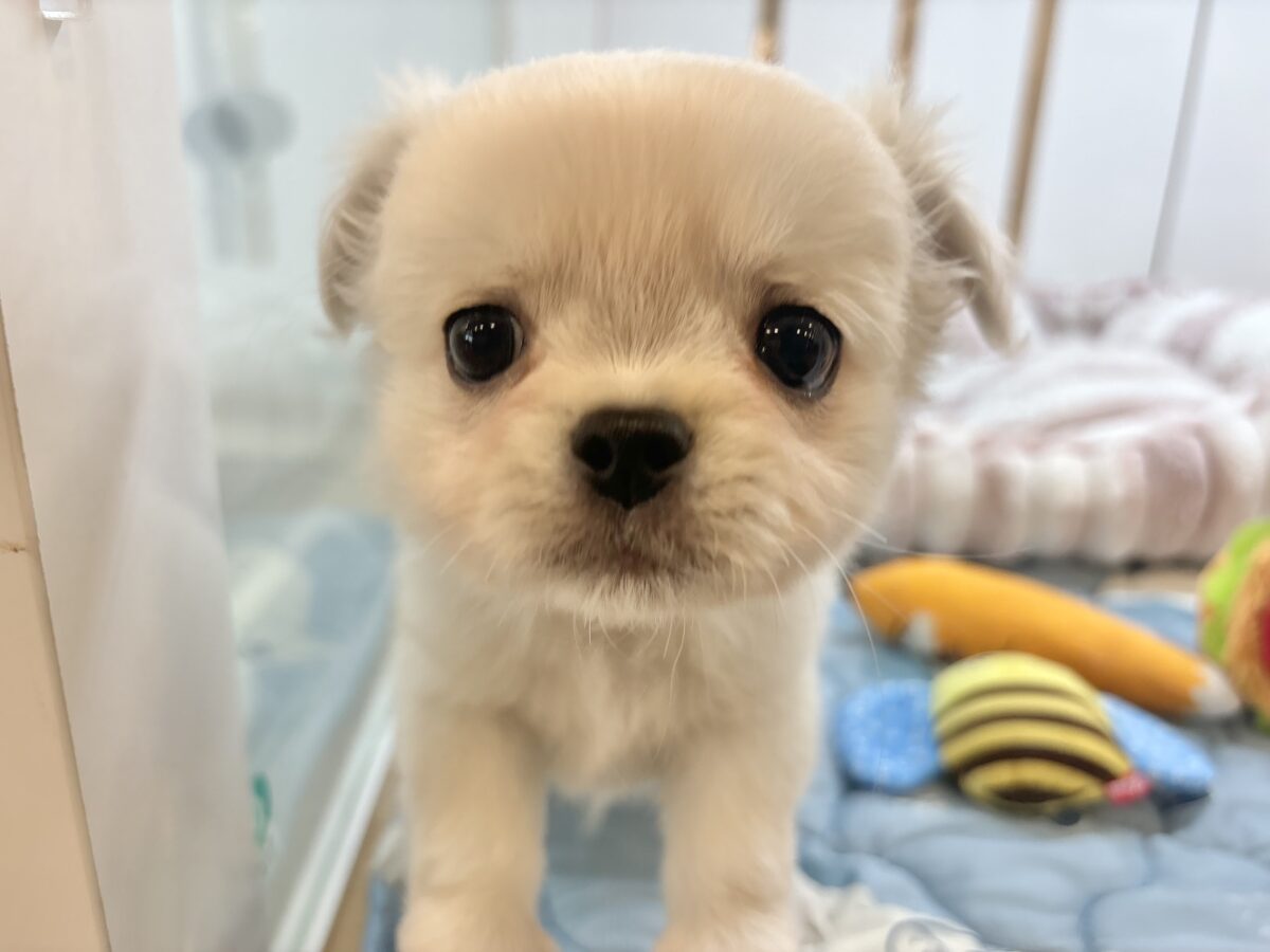チワペキ（ペキチー、ペキチワ）