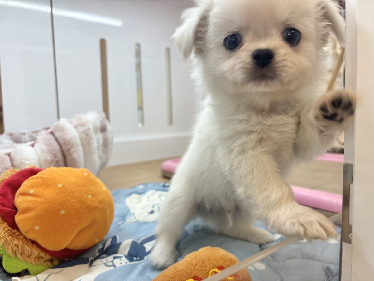 チワペキ（ペキチー、ペキチワ）