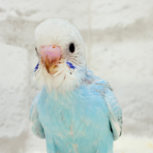 【最新画像更新🪄】くりっときらっとおめめに注目🐣🫧セキセイインコ(オパーリン) ヒナ
