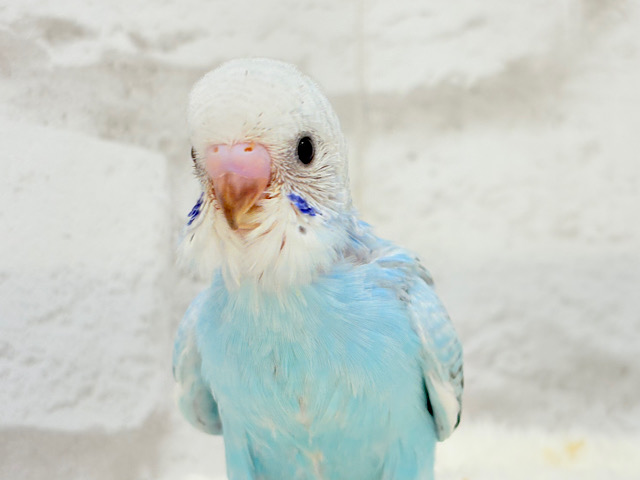 【最新画像更新🪄】くりっときらっとおめめに注目🐣🫧セキセイインコ(オパーリン) ヒナ