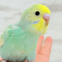 【最新画像更新🪄】ポップなメロンソーダちゃん🐣🍈セキセイインコ(パステルカラーレインボー) ヒナ
