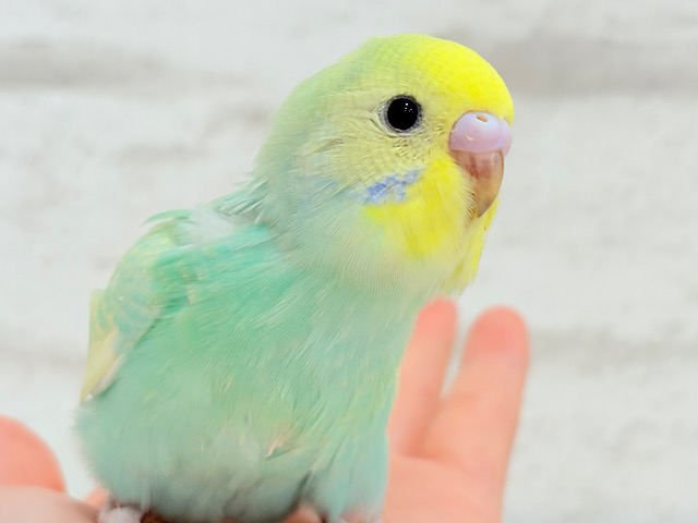 【最新画像更新🪄】ポップなメロンソーダちゃん🐣🍈セキセイインコ(パステルカラーレインボー) ヒナ 【最新画像更新🪄】ポップなメロンソーダちゃん🐣🍈セキセイインコ(パステルカラーレインボー) ヒナ