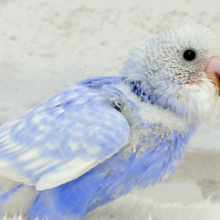 【最新画像更新🪄】”愛嬌”って言葉がピッタリかも🐣💖セキセイインコ(スパングル) ヒナ