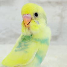 【最新画像更新🪄】お花みたいな模様がチャームポイント🐣🌼セキセイインコ(パステルカラーレインボーパイド) ヒナ