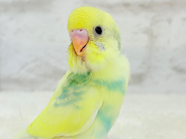 【最新画像更新🪄】お花みたいな模様がチャームポイント🐣🌼セキセイインコ(パステルカラーレインボーパイド) ヒナ 【最新画像更新🪄】お花みたいな模様がチャームポイント🐣🌼セキセイインコ(パステルカラーレインボーパイド) ヒナ