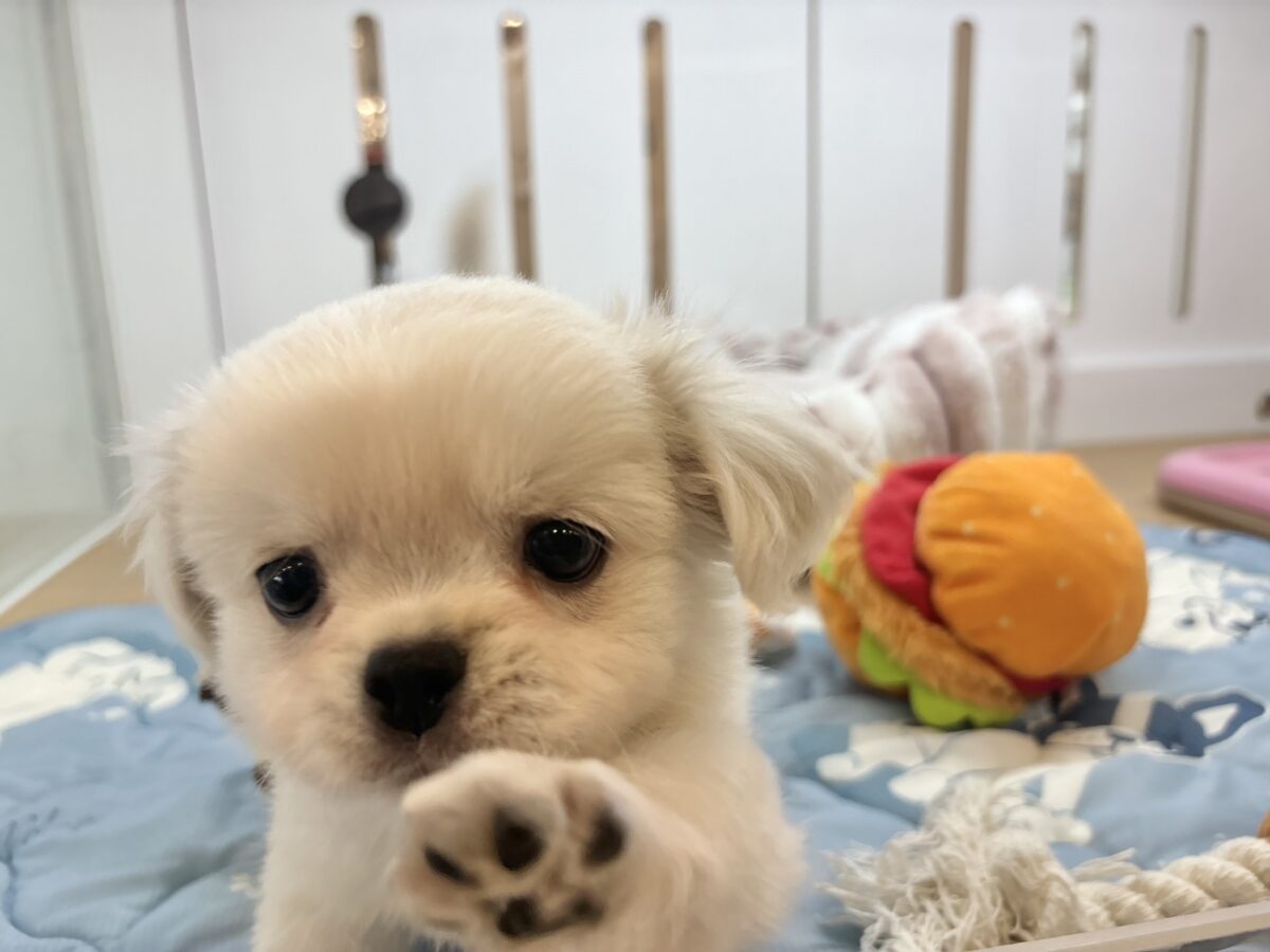 チワペキ（ペキチー、ペキチワ）