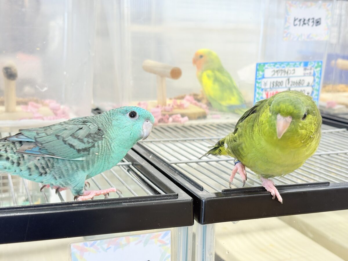 サザナミインコ