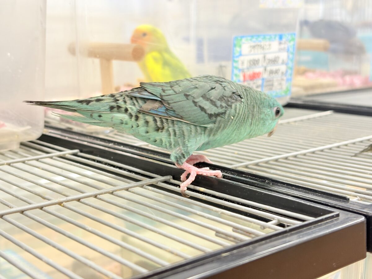 サザナミインコ