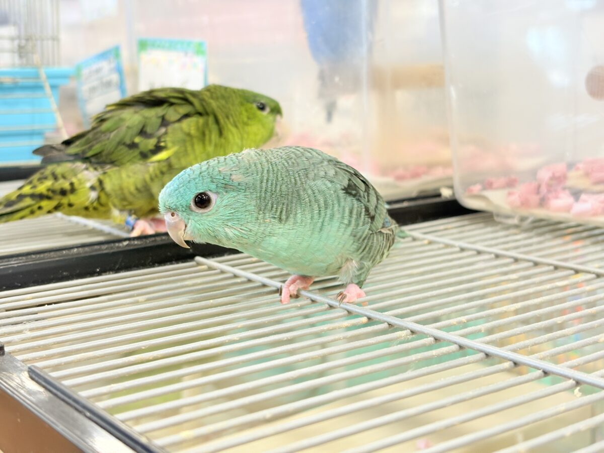 サザナミインコ