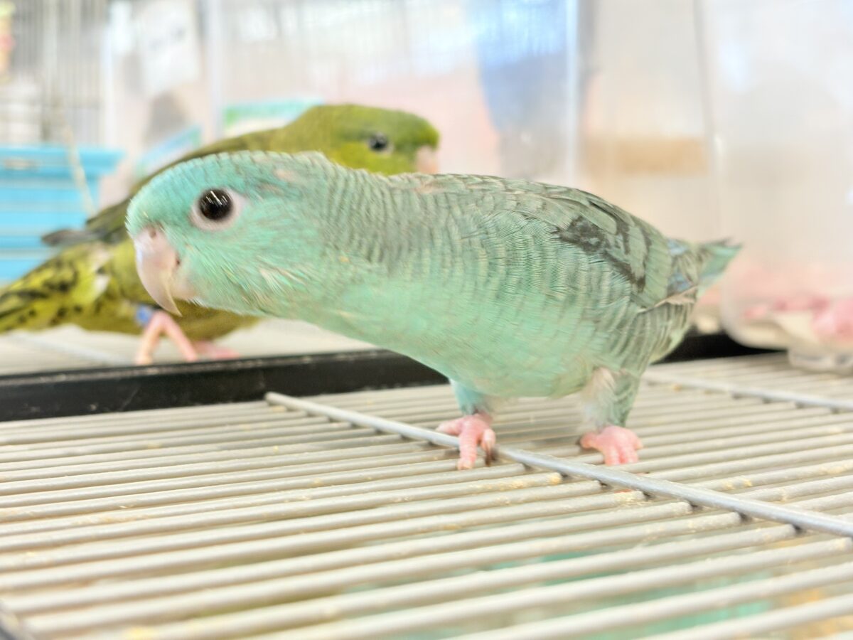サザナミインコ