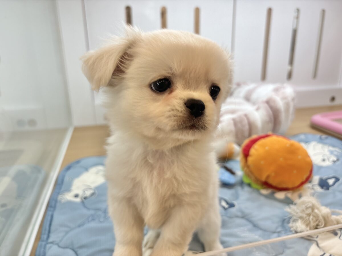 チワペキ（ペキチー、ペキチワ）